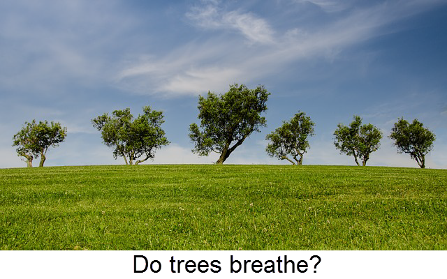 Do trees breathe