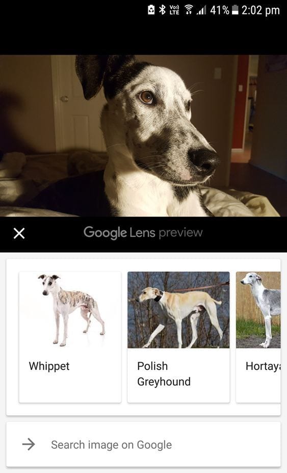 Google Lens preview