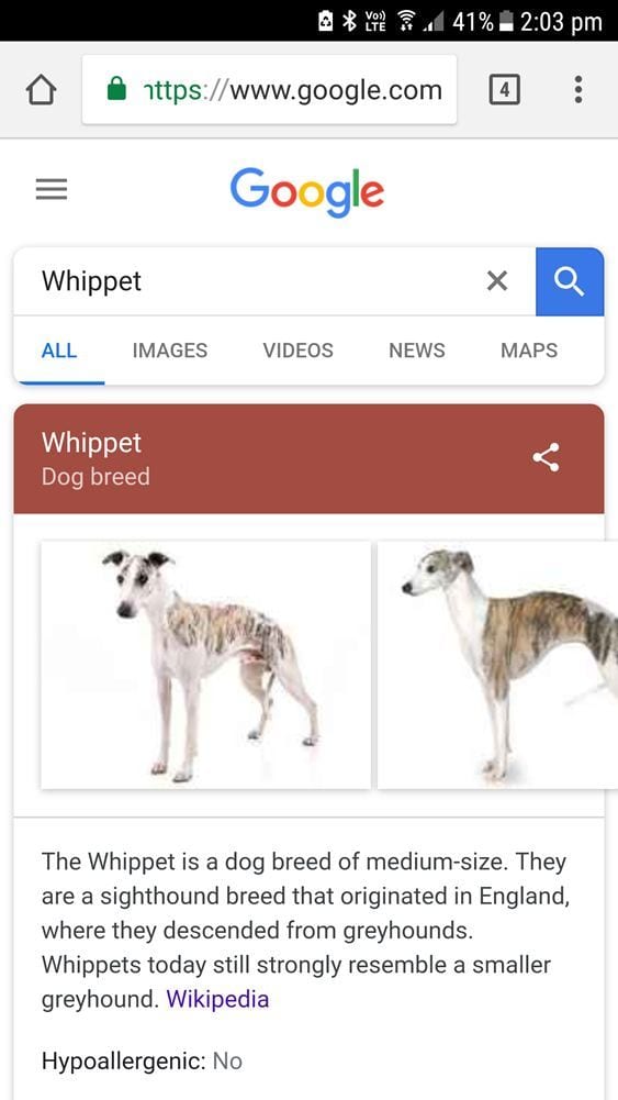 Whippet info
